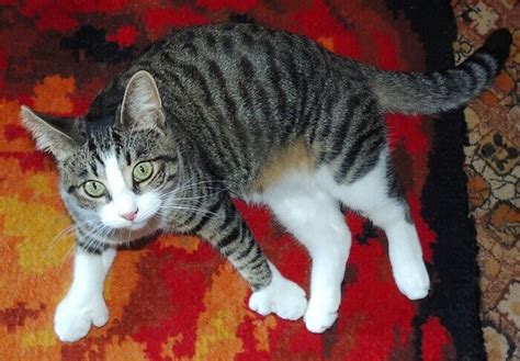 Top 200 Polydactyl Cat Names | PetPress