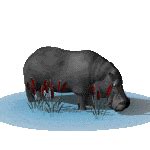 Animation Bundle: Animated Hippopotamus See Hippo Animations and Gif Images Dancing, Running ...