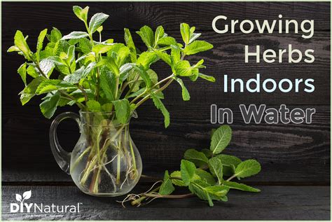 Growing Herbs In Water Indoors for Healthy Herbs All Year