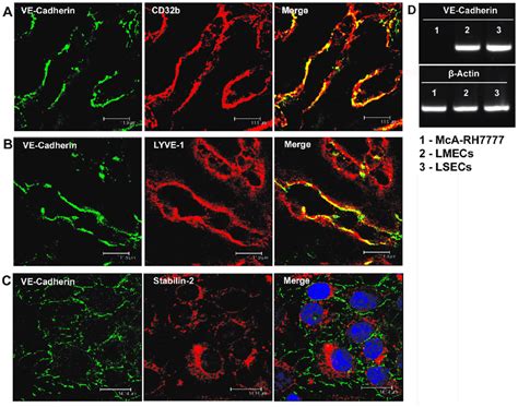 VE-cadherin is expressed in liver sinusoidal endothelial cells in rats... | Download Scientific ...