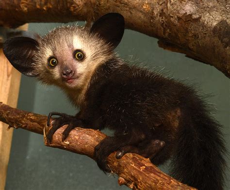 🔥 Aye Aye from Madagascar always has his head on a swivel 🔥 : r/NatureIsFuckingLit