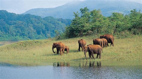 Periyar Wildlife Sanctuary- Periyar National Park in Kerala, India