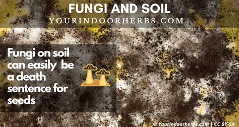 fungi-soil | Your Indoor Herbs and Garden