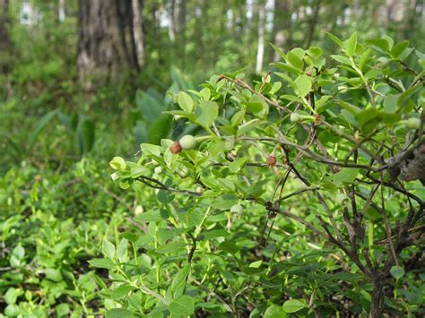 Vaccinium myrtillus L. | Plants of the World Online | Kew Science