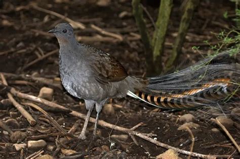 Superb lyrebird - Facts, Diet, Habitat & Pictures on Animalia.bio