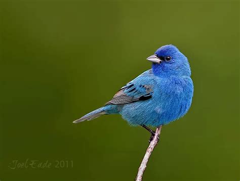 Backyard Bird Photography Setup Tips