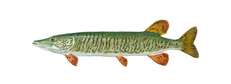 Muskellunge - Alchetron, The Free Social Encyclopedia