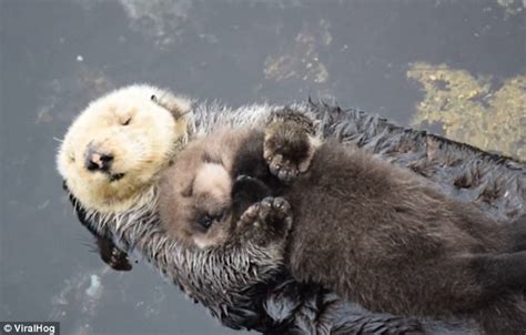 Otter embraces her fluffy one-day-old pup as they float together downstream | Daily Mail Online