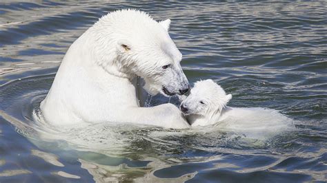 Ranua Wildlife Park Ranua - Discovering Finland