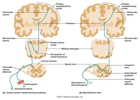 Dorsal Column Medial Lemniscus Pathway