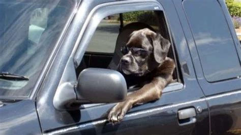 How to Help a Dog with Car Anxiety | The Dog People by Rover.com