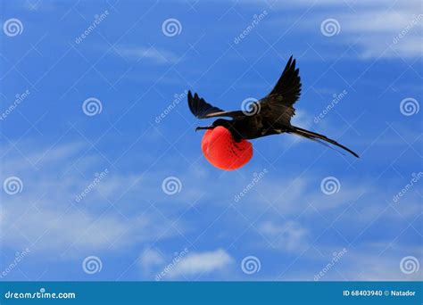 Flying Male Frigatebird during Mating Season Stock Photo - Image of heart, destination: 68403940