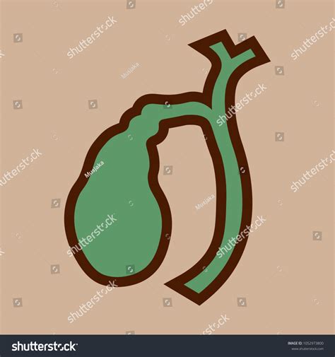 Medical Illustration Human Gallbladder Anatomy Stock Vector (Royalty ...