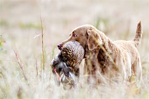 Hunting Dog Profile: The Brawny, Brainy Chesapeake Bay Retriever | GearJunkie