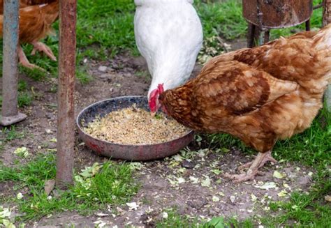 Crimped Oats for Chickens: Benefits and Feeding Tips - Chicken & Chicks Info