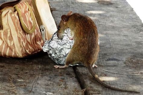 More rats than humans on the streets of New York: Hygiene crisis in the US city | Marca