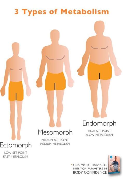 3 types of metabolism! | Body confidence, Metabolism, Fast metabolism