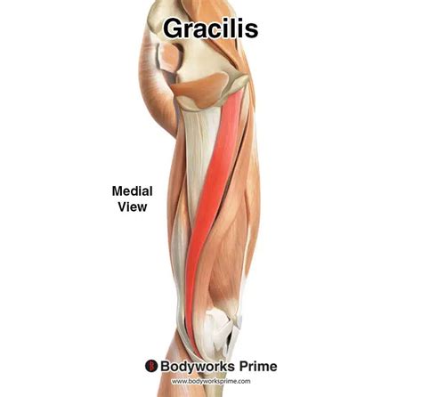 Gracilis Muscle Anatomy - Bodyworks Prime