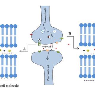 (PDF) Fipronil: mechanisms of action on various organisms and future ...