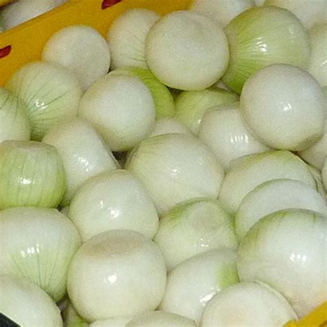 Whole Peeled White Onions – Speyfruit Ltd