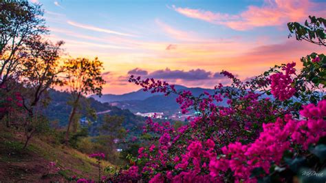 Pink Bougainvillea Flowers With Landscape View Of Mountains HD Spring Wallpapers | HD Wallpapers ...