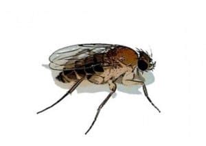 Phorid Fly Control - Pest Library - Rose Pest Solutions