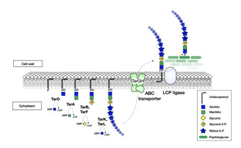 Pathways of teichoic acid synthesis in Gram positive bacteria. Teichoic... | Download Scientific ...