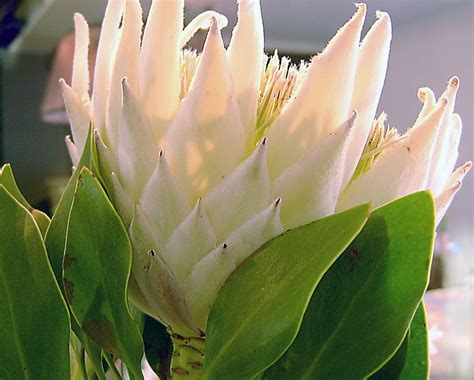 A white King Protea - Common Name: King Sugar Bush | Flickr