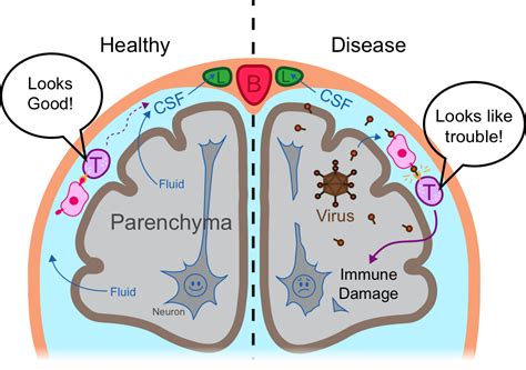 How a newly discovered body part changes our understanding of the brain (and the immune system ...