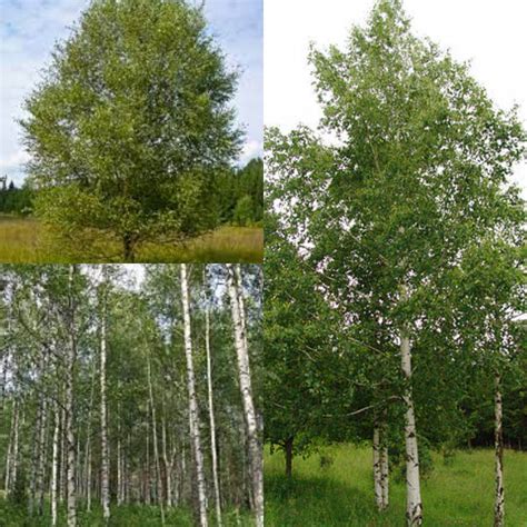 Seeds for Planting, Betula Pubescens Seeds, Downy Birch, White Birch ...