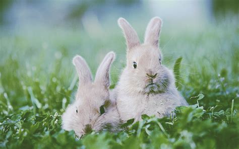 Wallpaper : animals, nature, grass, wildlife, whiskers, rabbits, flower, grassland, pasture ...