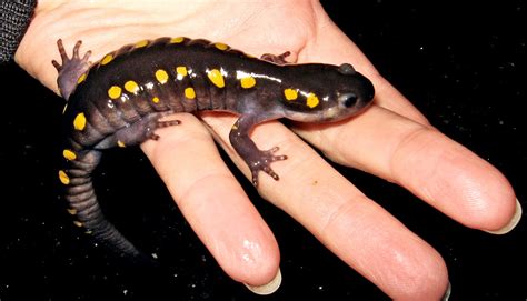 Salamander size is a big part of their incredible healing - Futurity