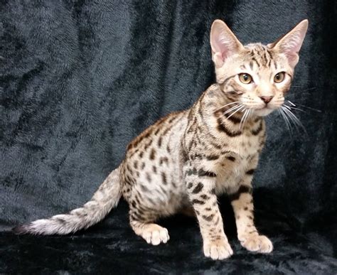 Pin on OCICATS | Cats and kittens, Ocicat, Kitten for sale