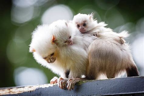 175 best images about Finger Monkey on Pinterest | Massage, Marmoset monkey for sale and Zoos