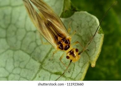 Psocoptera Closeup Sweden Stock Photo 111923660 | Shutterstock