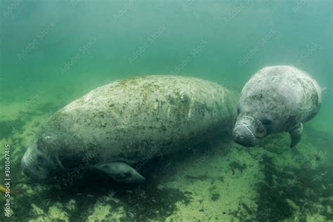 Beautiful baby manatee calf with mother enjoying the warm water from ...