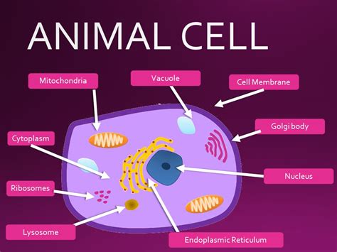Top 108 + What color is an animal cell - Lifewithvernonhoward.com