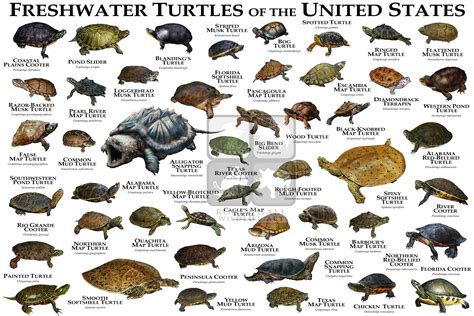 Common Snapping Turtle, Alligator Snapping Turtle, Wood Turtle, Turtle Pond, Sea Turtle ...