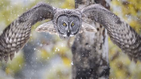 Great Gray Owl Recovery - Henrys Fork Wildlife Alliance