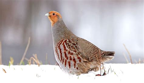 What Are The Birds Of The "12 Days Of Christmas" Song? - Hobby Farms