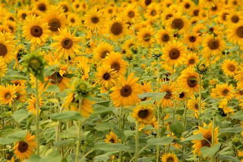 18 Stunning Types of Sunflowers to Add to Your Summer Garden | Types of ...