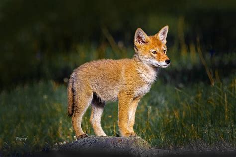 Coyote Pup Photograph by Fred J Lord - Fine Art America