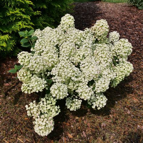 Tiny Quick Fire® - Panicle Hydrangea - Hydrangea paniculata | Proven ...