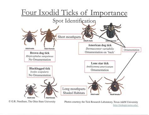 Flea & Tick Preventatives | Veterinarians Canton New York | Canton Animal Clinic