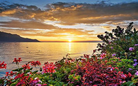 HD wallpaper: Sunset Lake Flowers Background 37252 | Wallpaper Flare