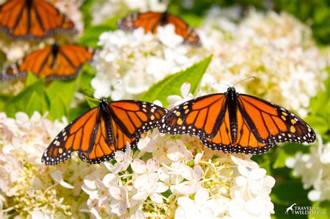 How to Make a Butterfly Garden and Other Ways to Help Save Monarchs from Extinction | Butterfly ...