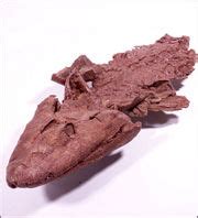 Tiktaalik pelvis