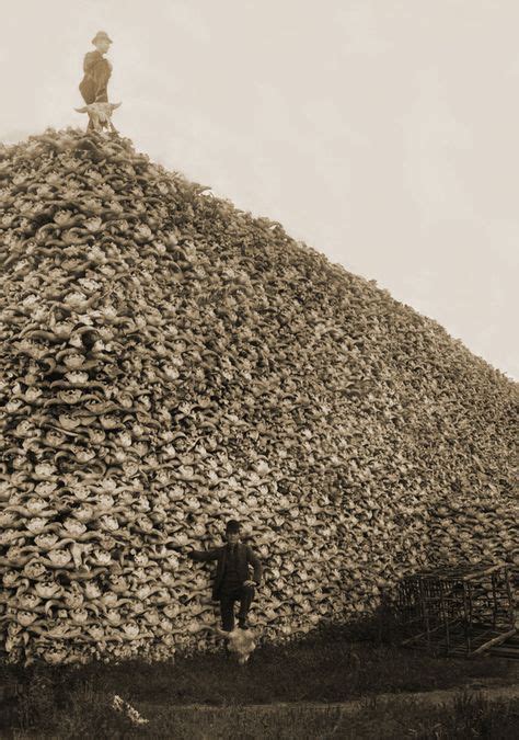 A pile of buffalo skulls; the US government tries to kill off the Indian's food supply. Native ...