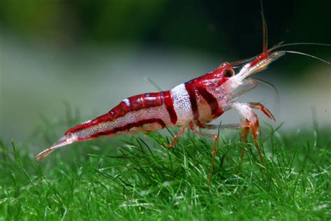 Freshwater Shrimp Suppliers with Best Product Technology - Fresh Water Shrimps Farming ...