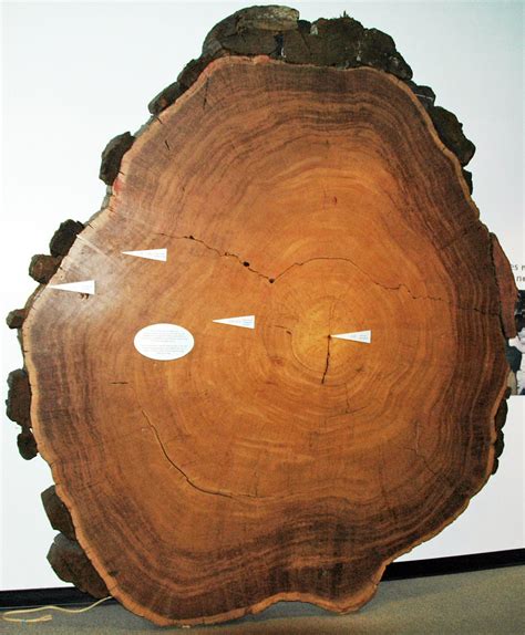 Sequoia sempervirens (redwood) (Scotia, California, USA) | Flickr